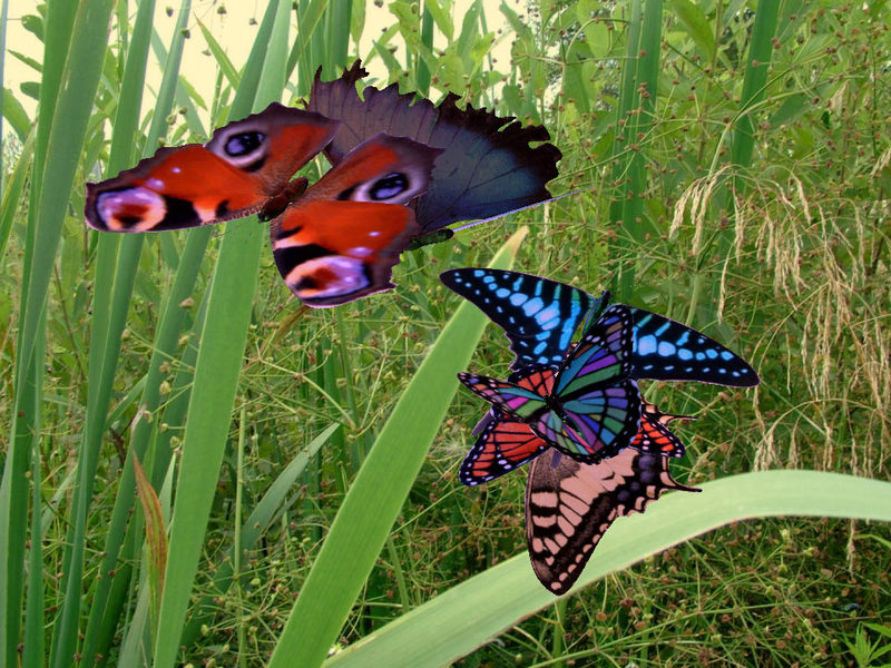 3D Amazing Butterfly ScreenSaver Screenshot